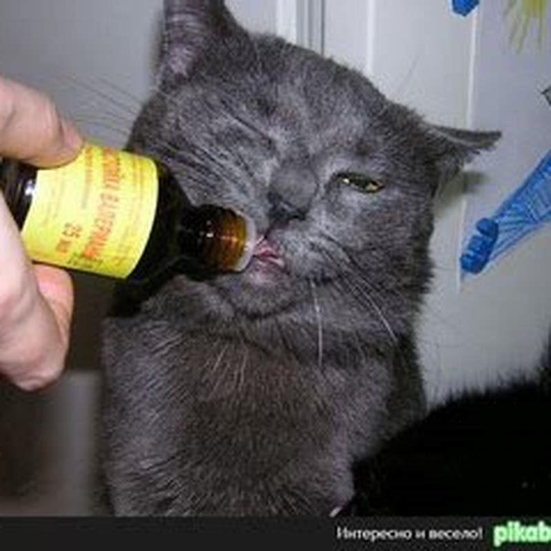 Why are cats so addicted to catnip?