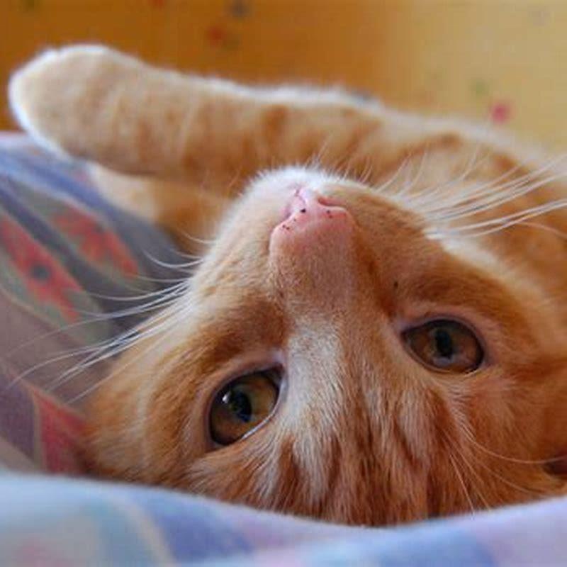 Why are cats so adorable?