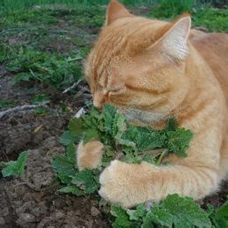 why-are-cats-so-crazy-about-catnip-diy-seattle