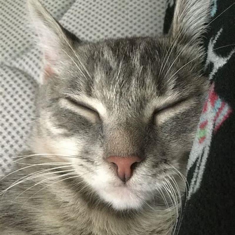 Why are cats so small and cute?