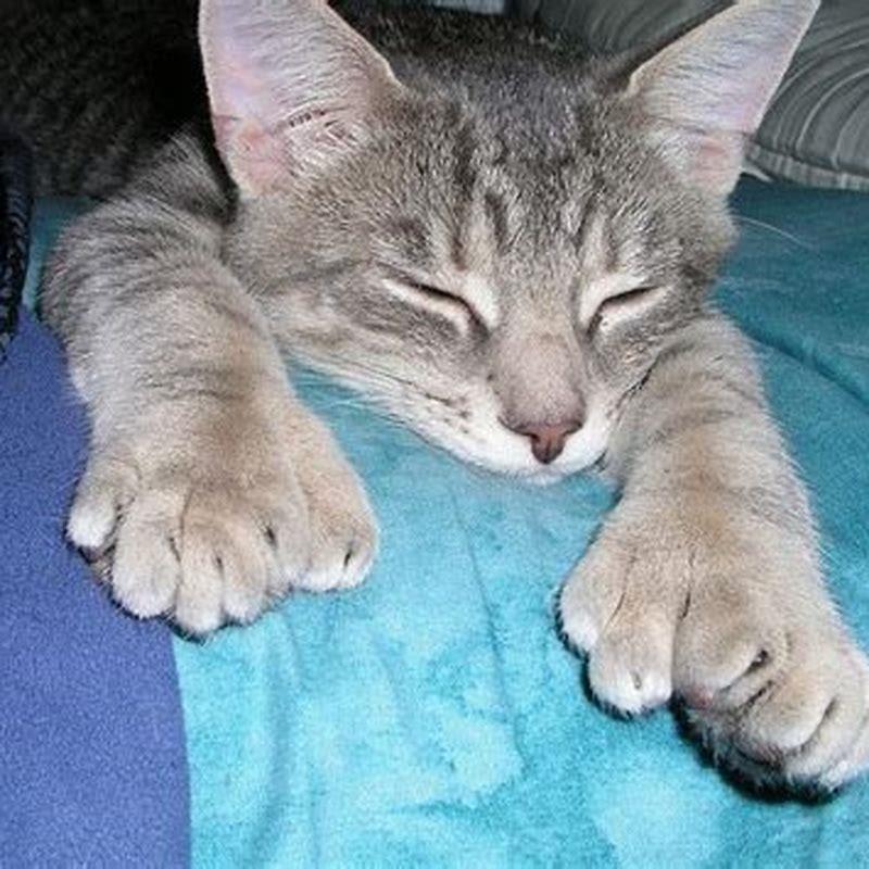 Why are cats so twisty?