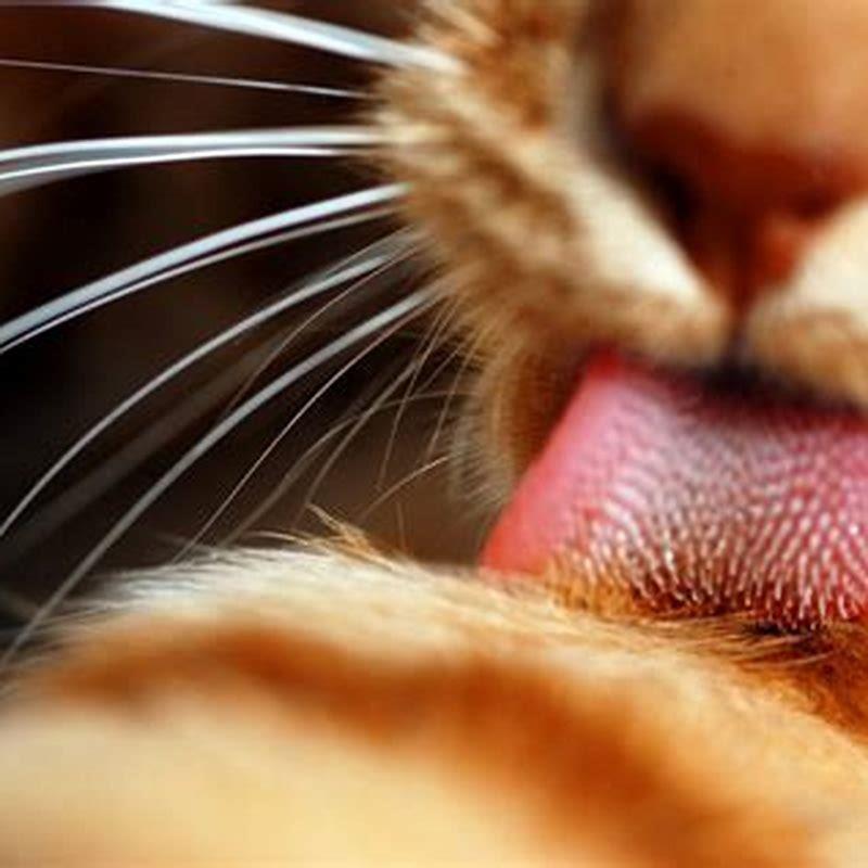 Why are feline tongues rough?