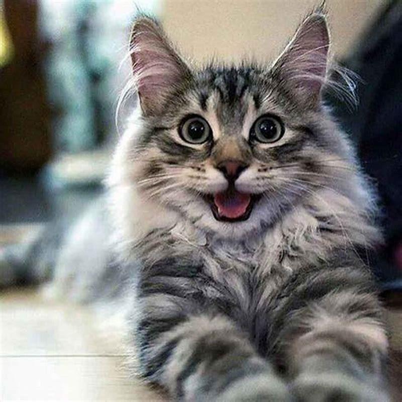 Why are Maine Coons so different?