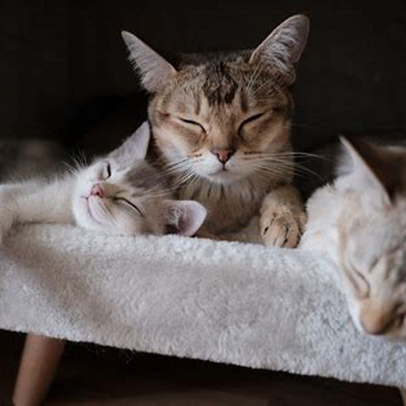 Why are mosquitoes attracted to my cat?