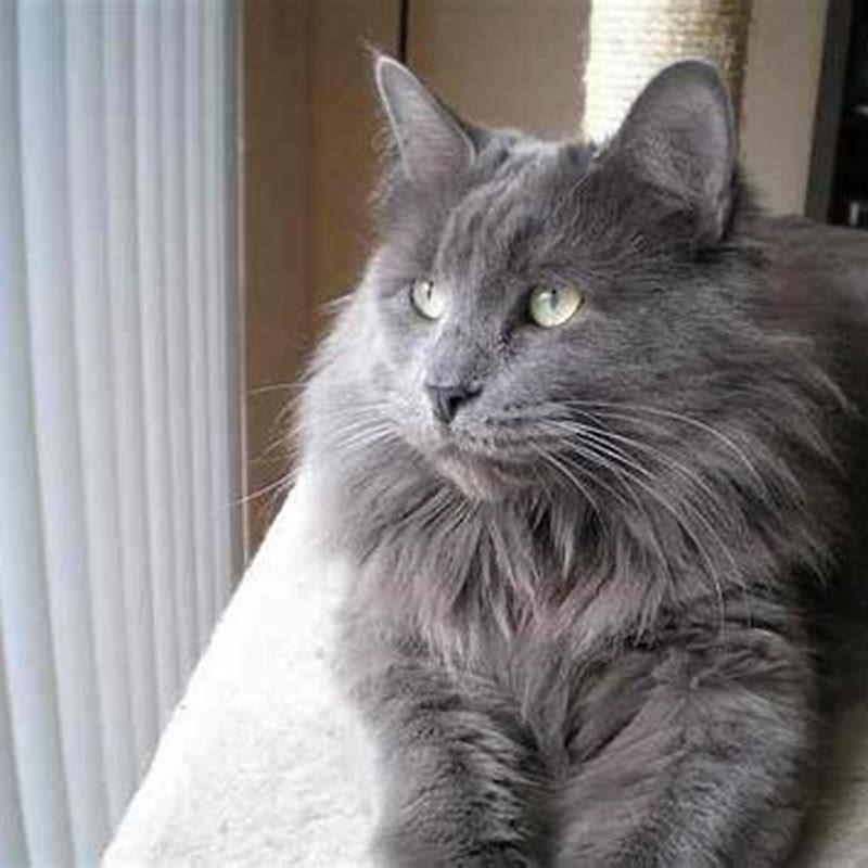 Why are Nebelung cats rare? - DIY Seattle