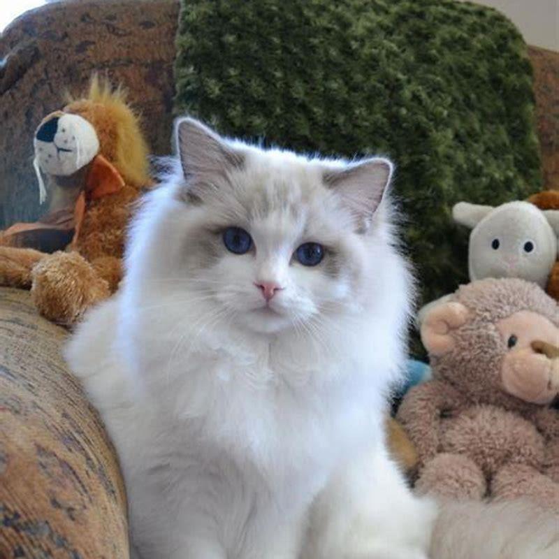 Why are Ragdoll cats so friendly? DIY Seattle