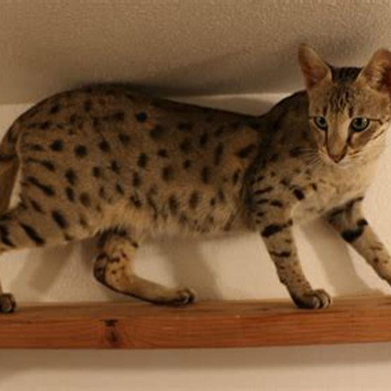 Why are Savannah cats so expensive? - DIY Seattle