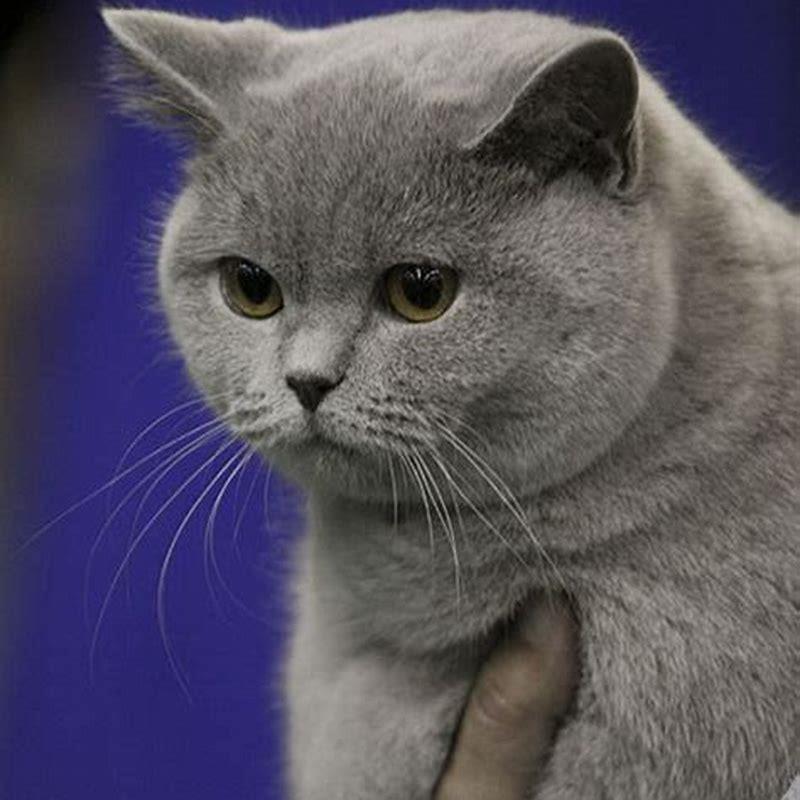Why British Shorthair is expensive?