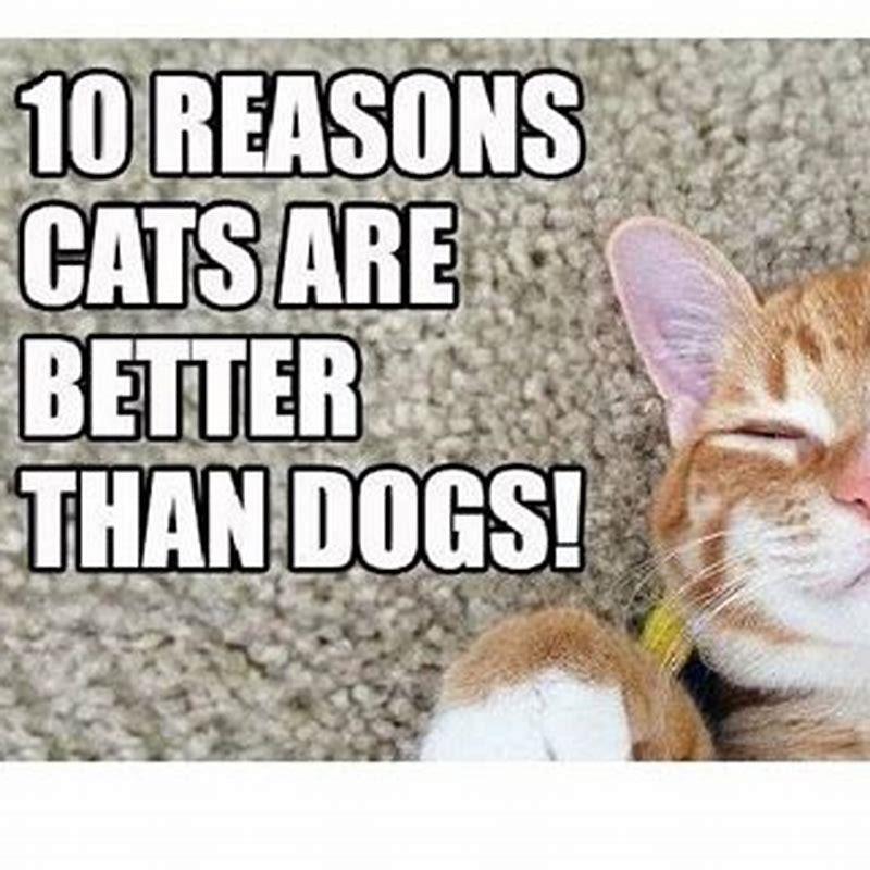 Why cats are better than dogs quote? - DIY Seattle