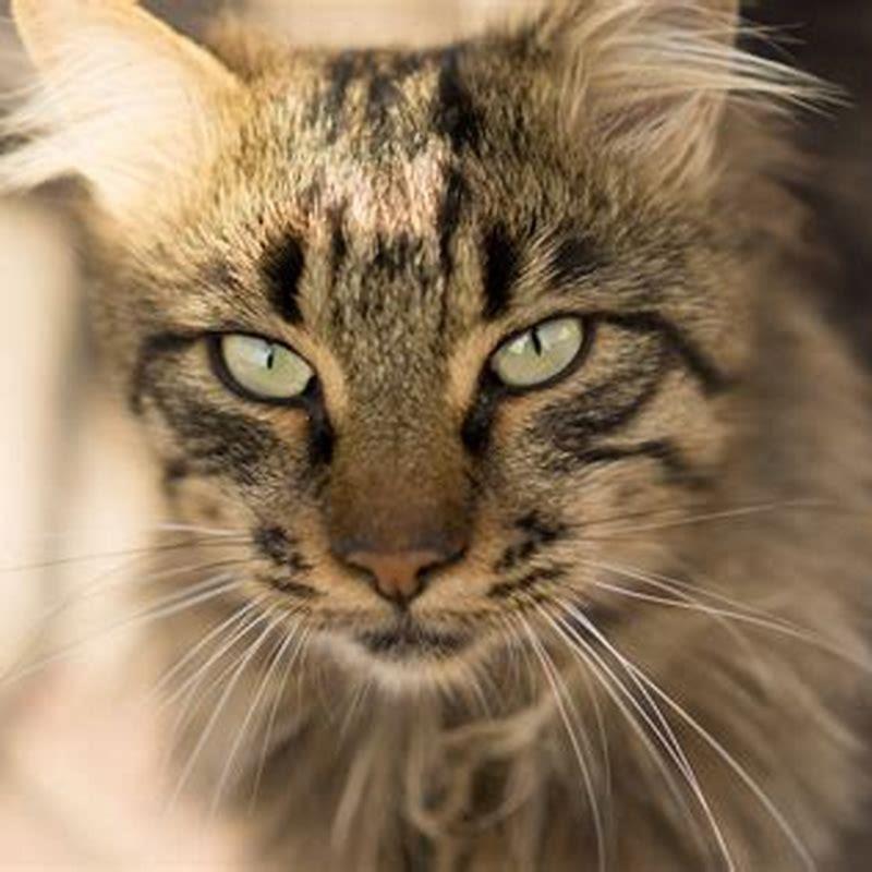 Why cats are the best pets?