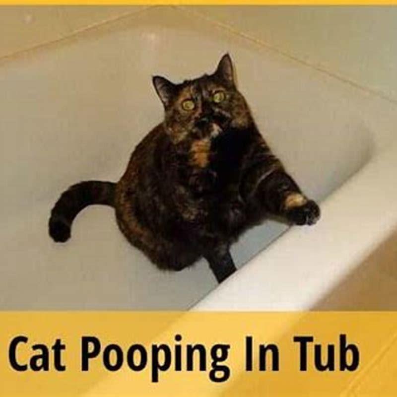 why-did-my-cat-poop-in-my-other-cats-litter-box-diy-seattle