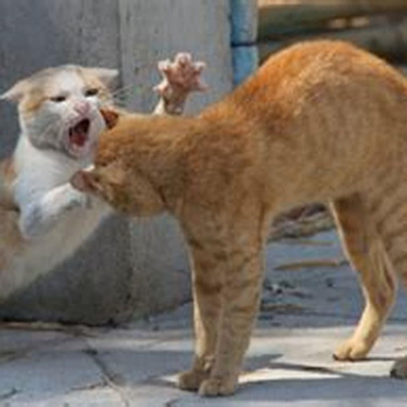 Why do cats all of a sudden fight?