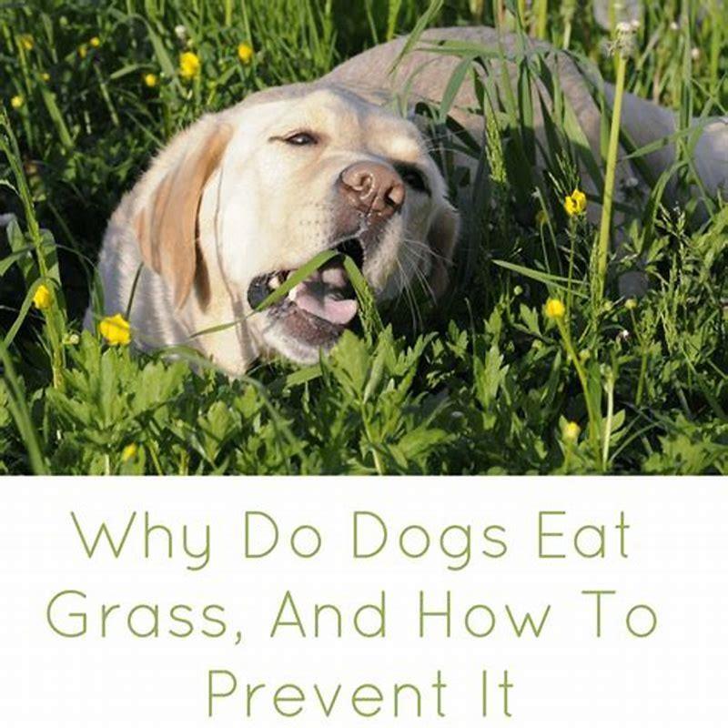 why-do-cats-and-dogs-eat-grass-and-then-throw-up-diy-seattle