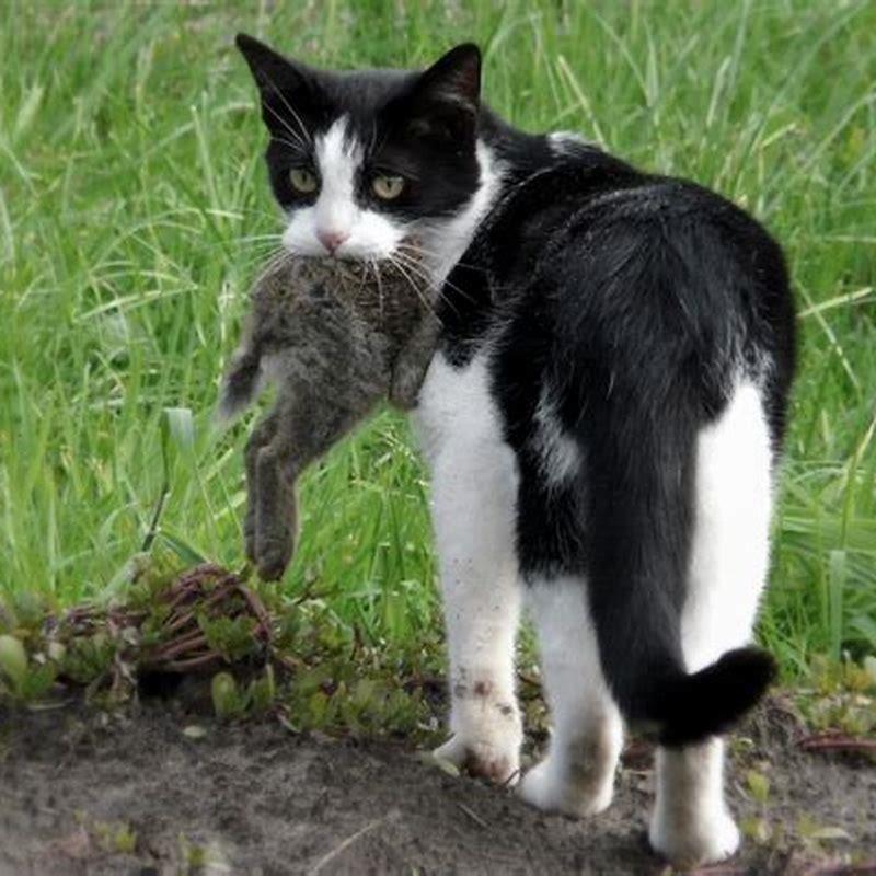 Why do cats bring their kill home?
