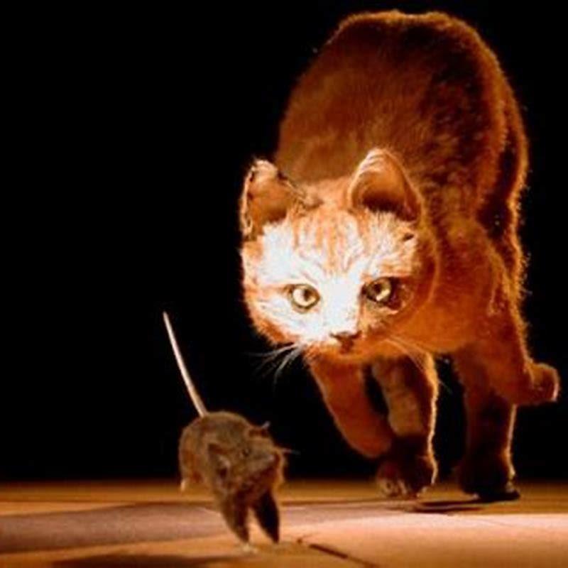 Why Do Cats Chase Mice DIY Seattle