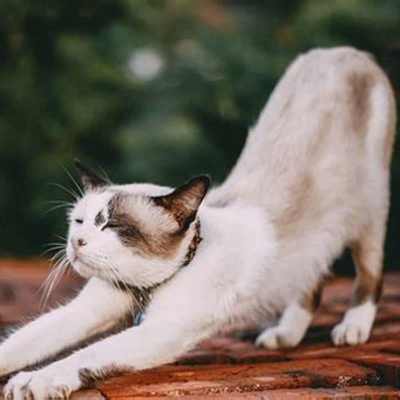 why-do-cats-claw-when-happy-diy-seattle