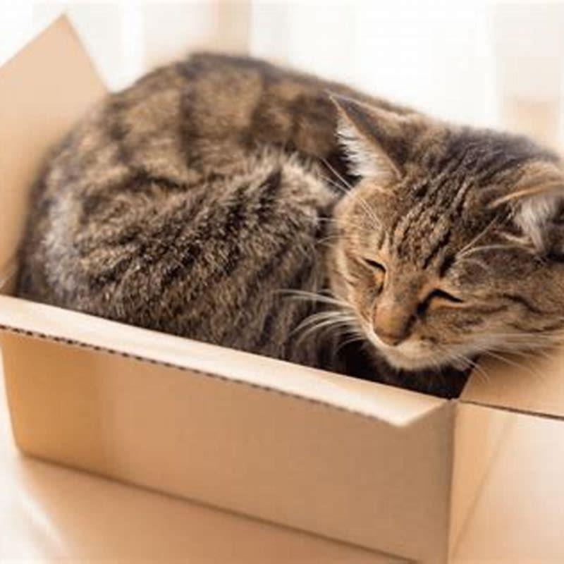 Why Do Cats Claw You When They Sit On You DIY Seattle