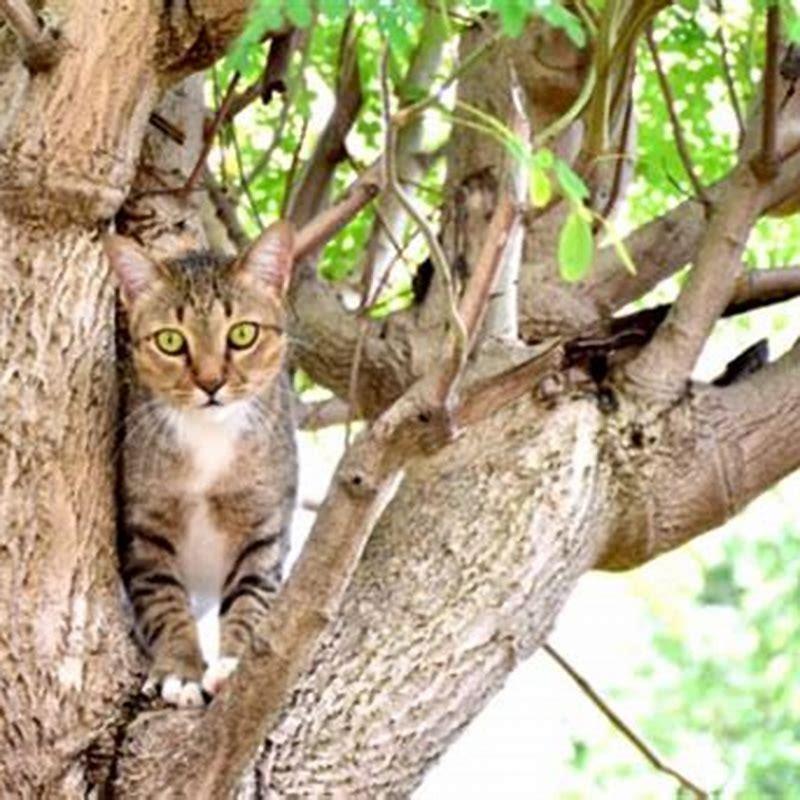 Why do cats climb trees and get stuck? DIY Seattle