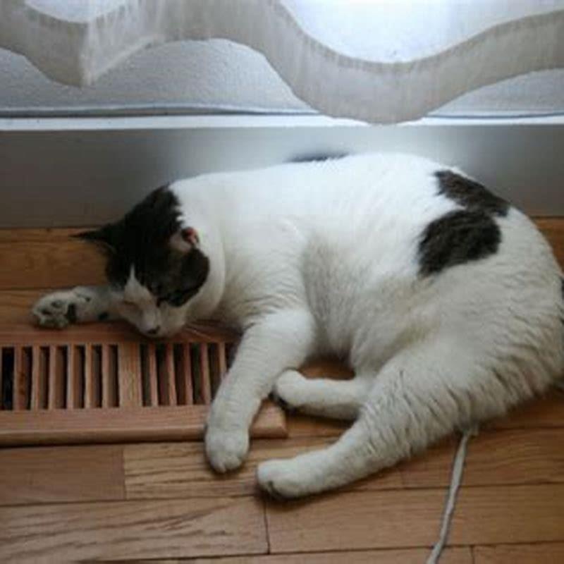 Image showcasing Why do cats crave warmth? - DIY Seattle