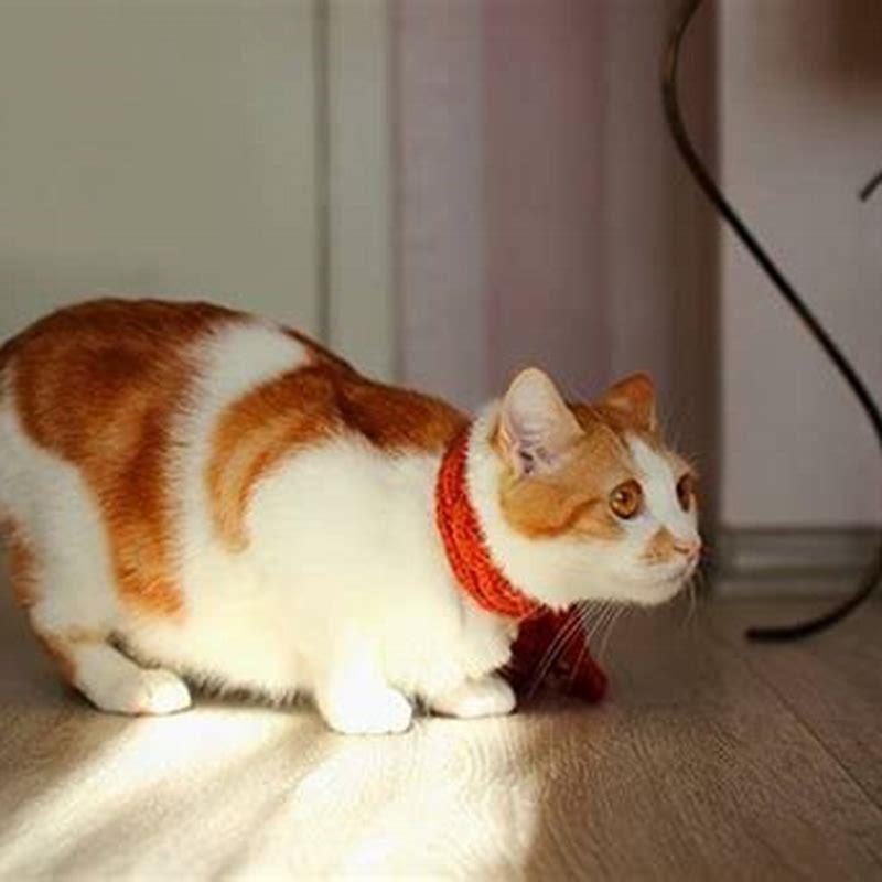 Why do cats do the cat pose?