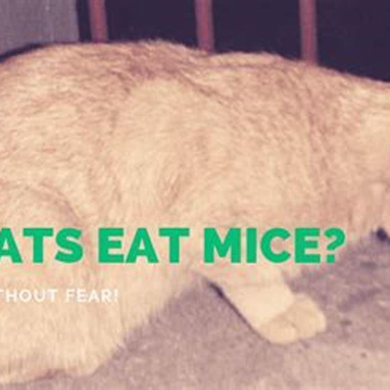 why-do-cats-eat-the-heads-off-rats-diy-seattle