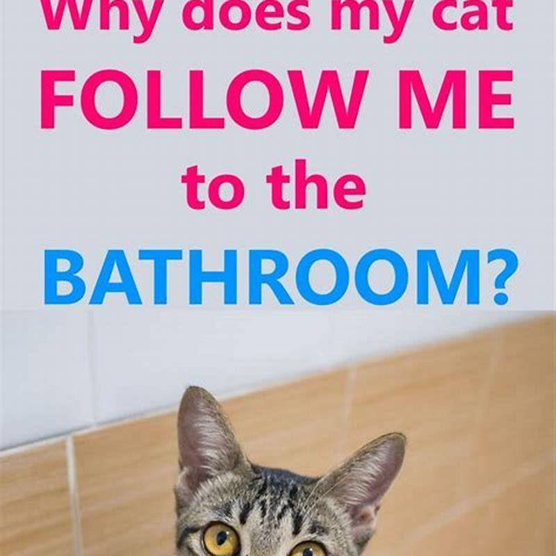 Why do cats get the Zoomies?