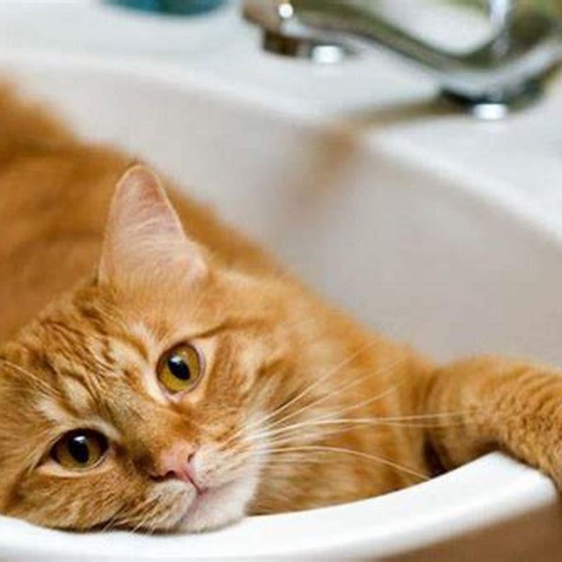 Why do cats give themselves baths? DIY Seattle