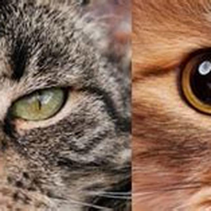 Why Do Cats Have Horizontal Pupils DIY Seattle why-do-cats-have-horizontal-pupils-diy-seattle