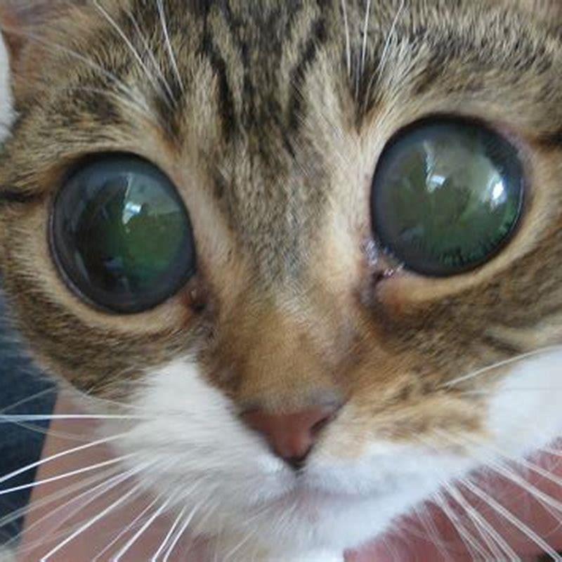 Why Do Cats Have Vertical Eyes DIY Seattle why-do-cats-have-vertical-pupils-eye-pupil-shapes-cat-pupils-iris-eye