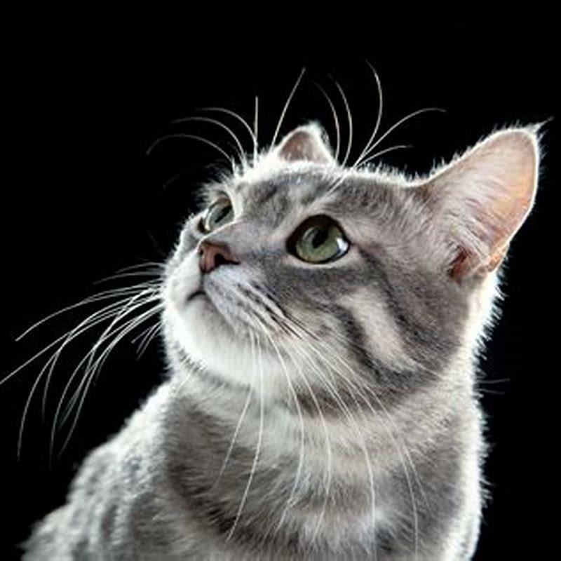 why-do-cats-have-whiskers-above-their-eyes-diy-seattle