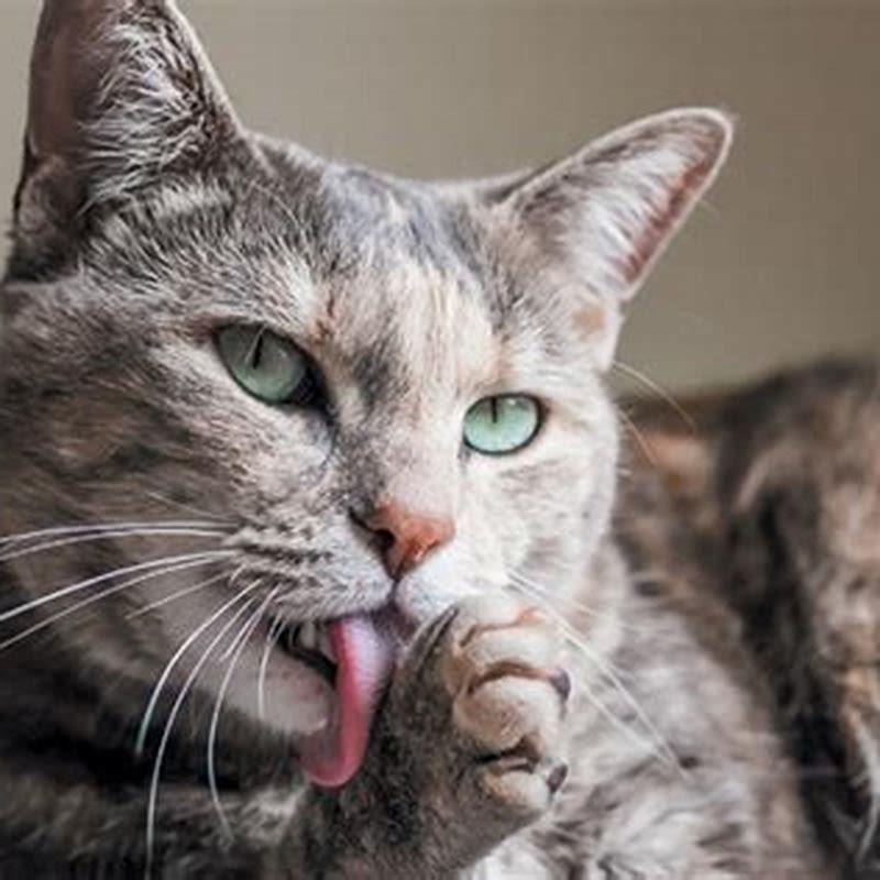 Why do cats lick other cats fur?
