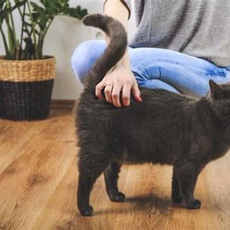 Why do cats lift their backs when petted? DIY Seattle