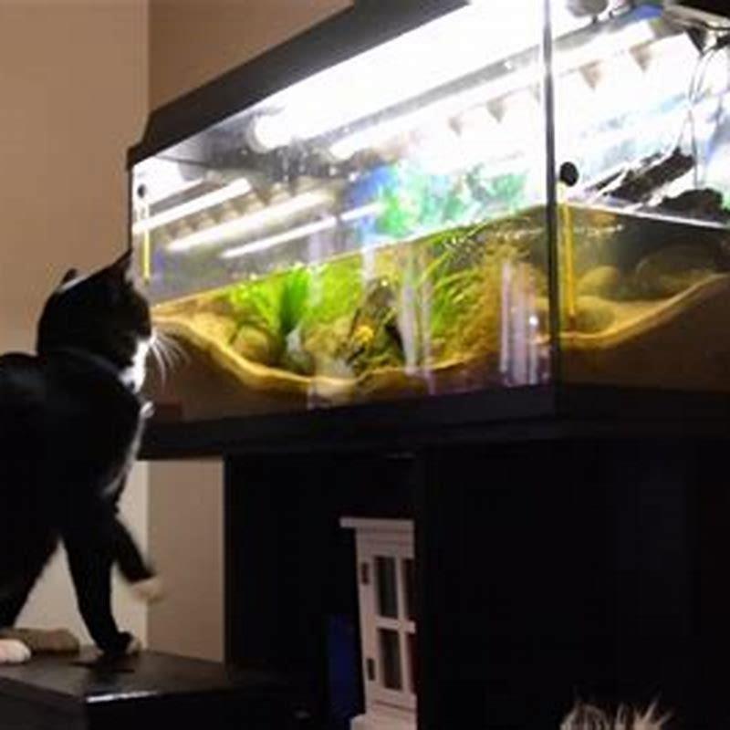 why-do-cats-like-fish-tanks-diy-seattle