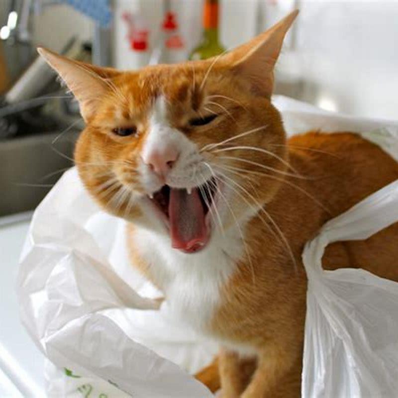 Why Do Cats Like Licking Plastic Bags Diy Seattle 9223