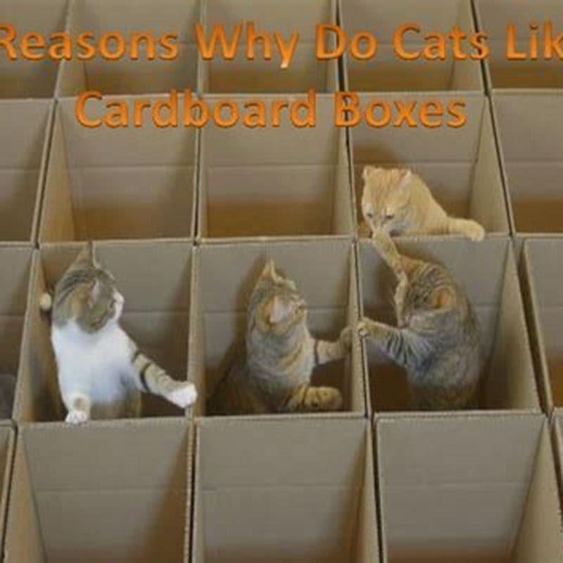 Why do cats like to lay on cardboard? DIY Seattle