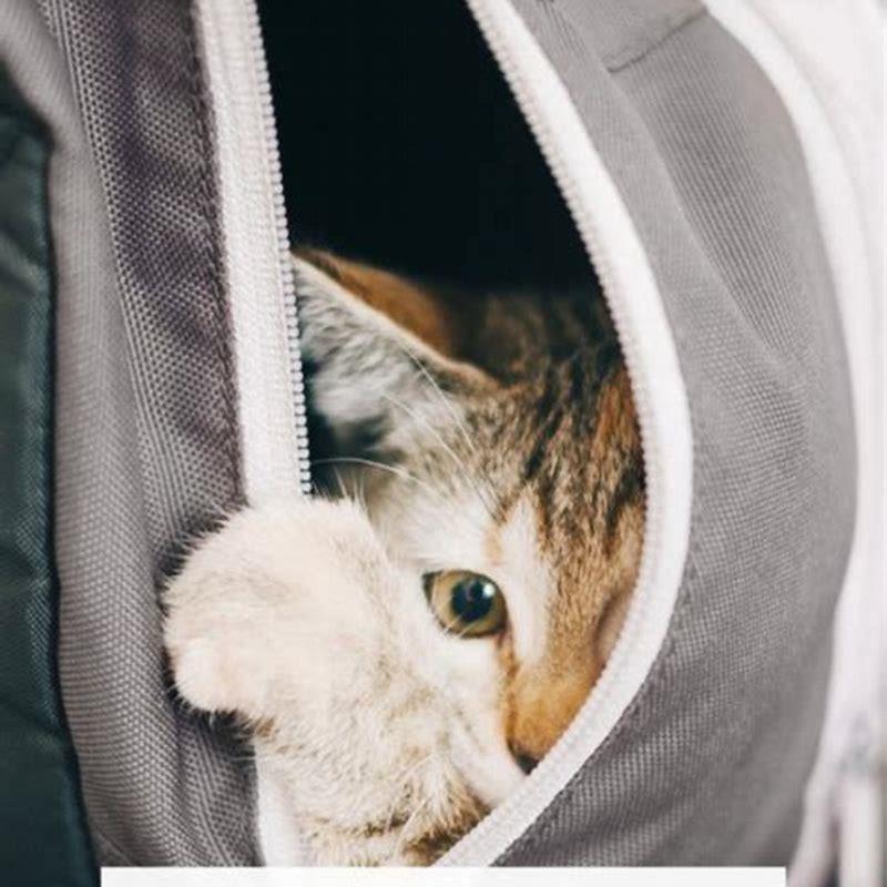 Why do cats like to lay on uncomfortable things?