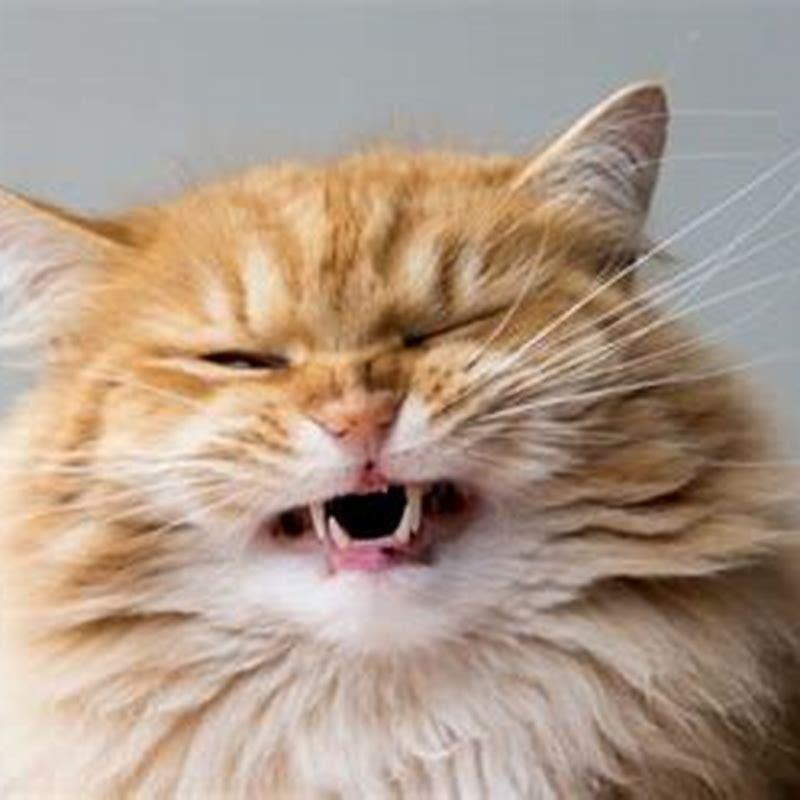 Why do cats make that open mouth face?