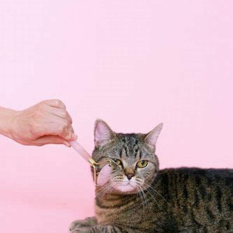 why-do-cats-move-their-ears-when-you-pet-them-diy-seattle