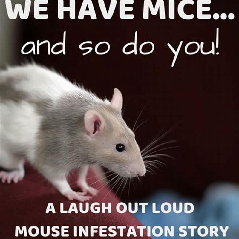 why-do-cats-not-kill-mice-right-away-diy-seattle