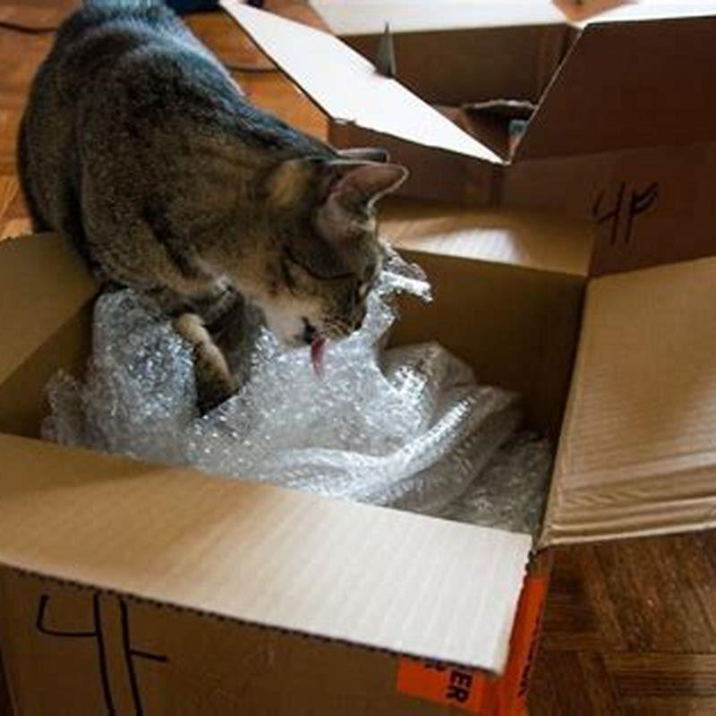 Why do cats obsess over licking plastic?