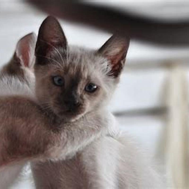 Why do cats outlive dogs?