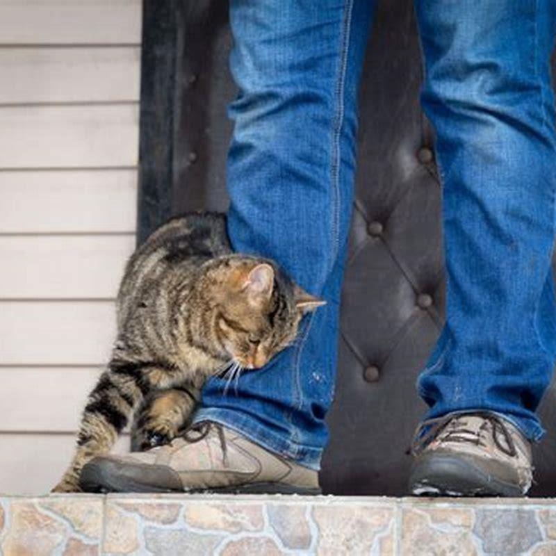 Why do cats paw at smooth surfaces? DIY Seattle
