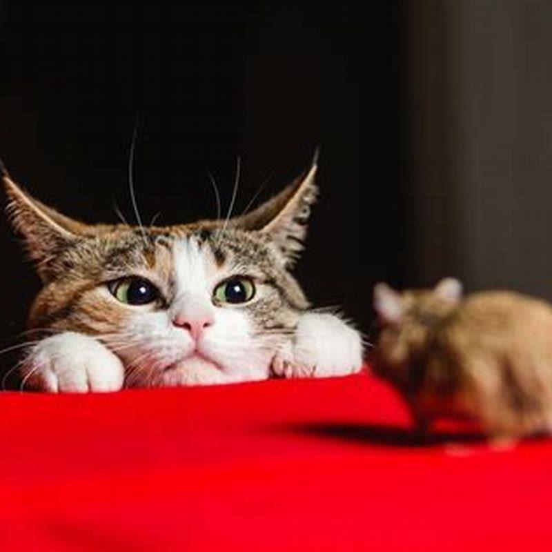 why-do-cats-play-with-mice-before-killing-them-diy-seattle