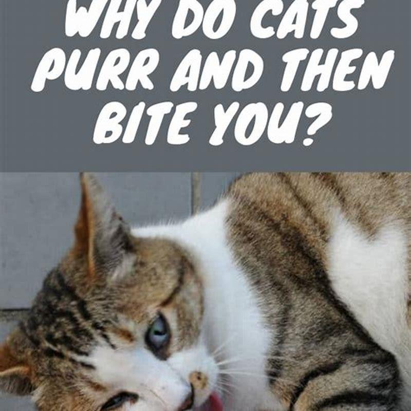 why-does-my-cat-purr-and-bite-me-at-the-same-time