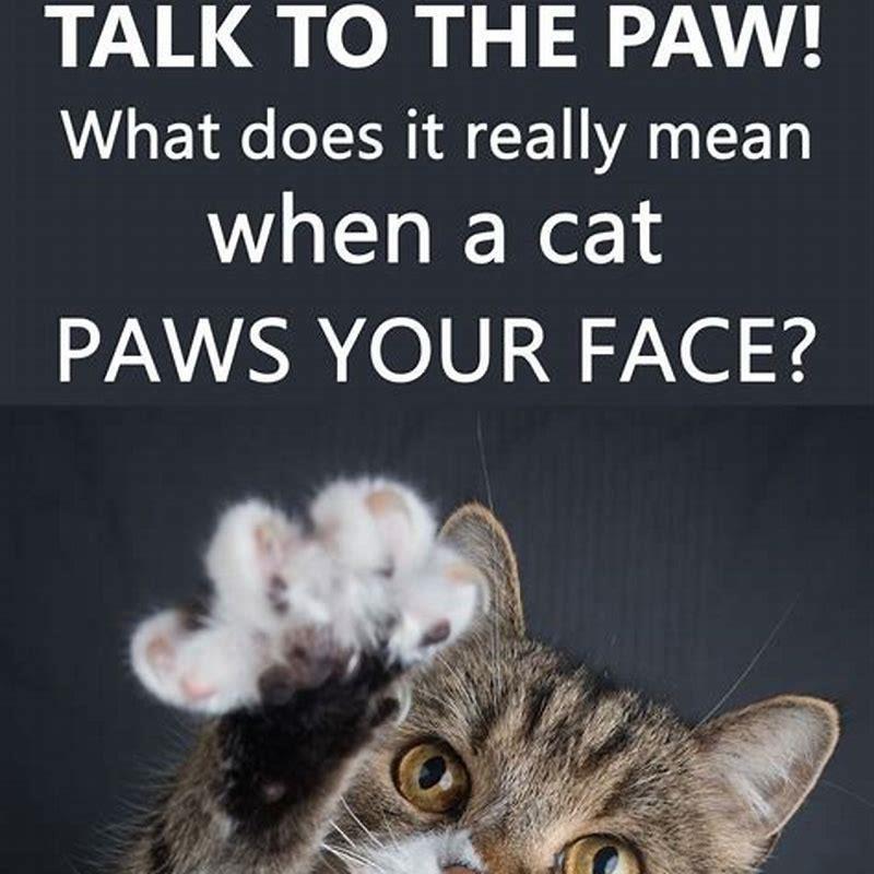 Why do cats put their paws on other cats?