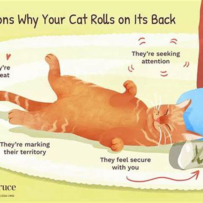 Why do cats roll around when they see you? DIY Seattle