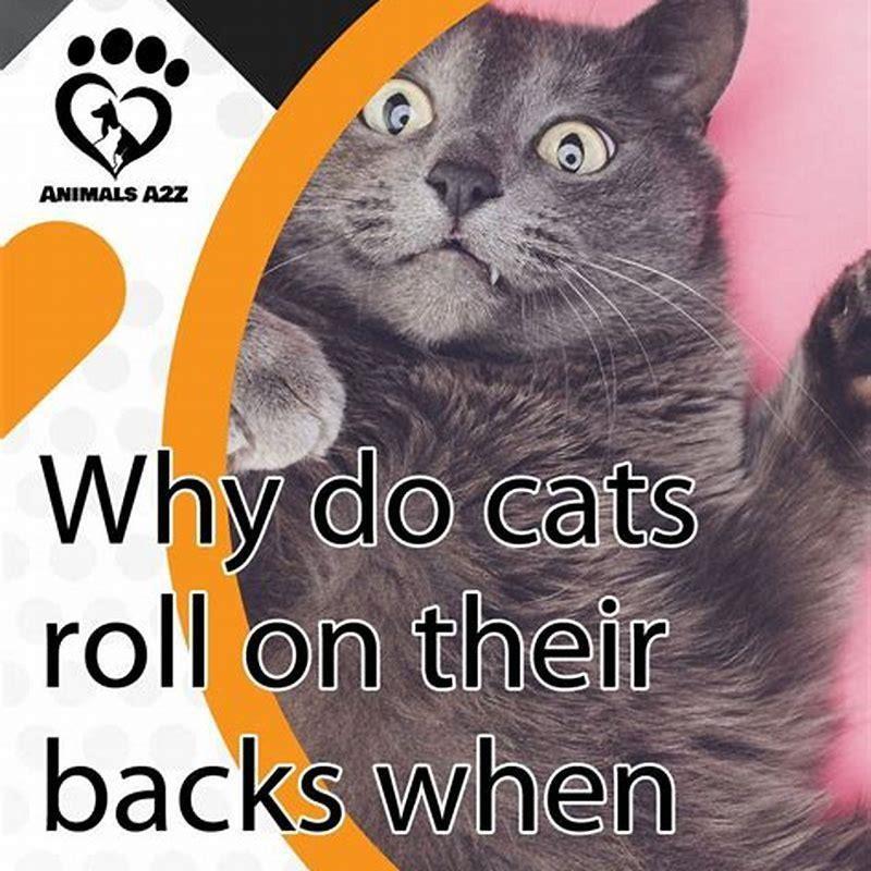 why-do-cats-roll-on-their-backs-when-they-see-you-diy-seattle