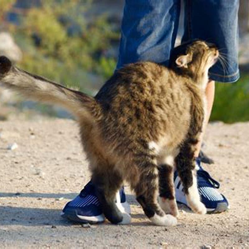 why-does-my-cat-rub-his-face-on-me-animal-friends