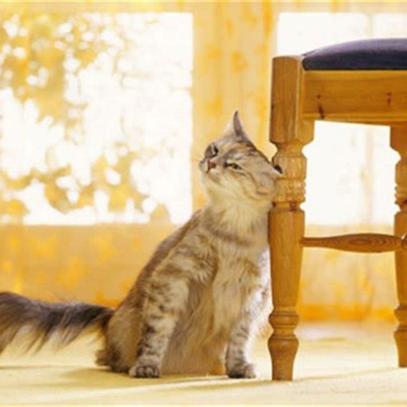 Why do cats rub against things when they see you?