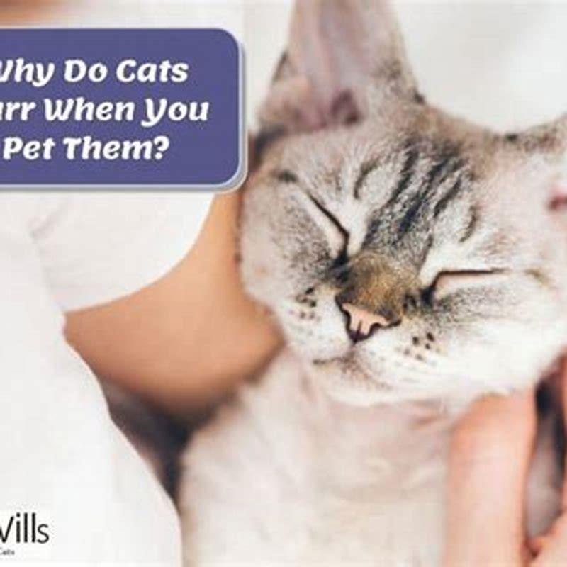 why-do-cats-rub-against-you-and-purr-diy-seattle